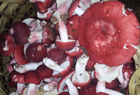 红菇如何养殖，高效管理方法有哪些 红菇的栽培技术