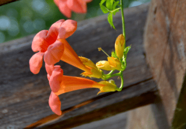 凌霄花的种植方法是什么，如何养殖生长旺盛
