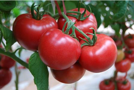 西红柿叶子打蔫是什么原因，如何处理