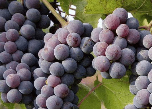 巨峰葡萄的冬季管理技巧，巨峰葡萄种植方法总结