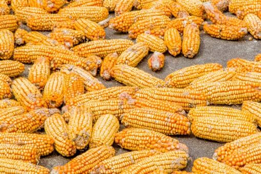 2021年9月份玉米多少钱一斤