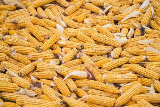 2021玉米能涨到1块5吗