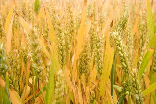 2021年中秋节前小麦价格预测