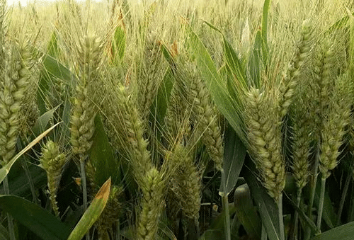 小麦冬春死苗原因是什么，防治措施有哪些