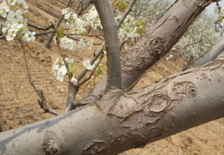 冬季梨树刮皮注意事项 梨树应该怎么养殖
