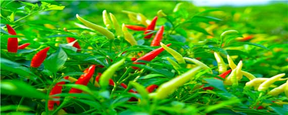 辣椒的主要病虫害有哪些 辣椒的主要病虫害有哪些种类
