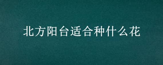 北方阳台适合种什么花 北方阳台适合种什么花卉