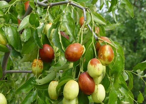 枣树浇水管理技术，枣树怎么防治病虫害
