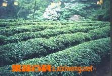 桂平西山茶 桂平西山茶属于什么茶