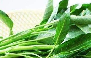 竹叶菜的功效与作用 竹叶菜的功效与作用 膀胱炎