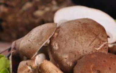 香菇的功效与作用 香菇的功效与作用及营养