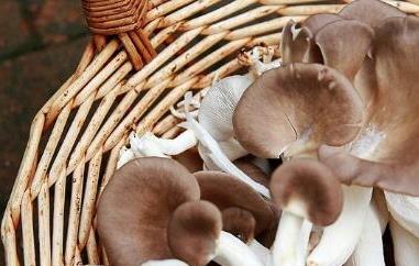 袖珍菇的功效与作用 秀珍菇的功效与作用及食用方法