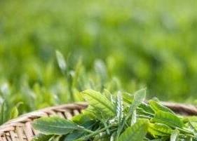 长喝绿茶的功效与作用 长期饮用绿茶功效