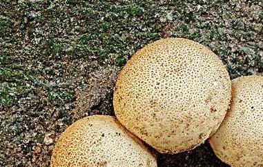 灰孢菇与马勃的区别 馒头菇和马勃菇