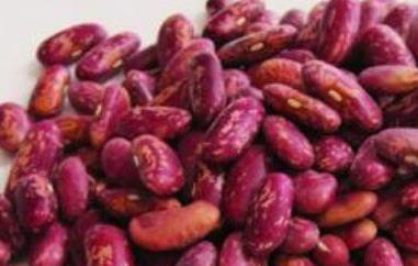 红花芸豆的功效与作用 红花芸豆的功效与作用及营养价值