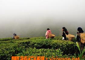 印度大吉岭茶简介和功效作用 印度名茶:大吉岭红茶