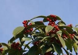 红果冬青的种植方法与注意事项（红果冬青的种植方法与注意事项视频）