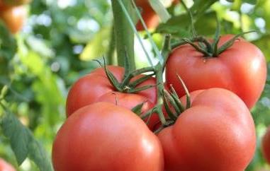 番茄红素可以长期吃吗 番茄红素可以长期吃吗?有副作用吗?