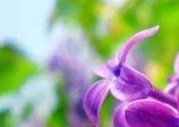 紫丁香花的功效与作用 紫丁香花的功效与作用多少克