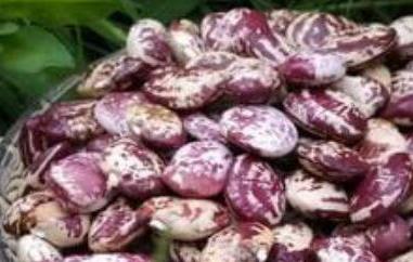 斑马豆的功效与作用 斑马豆的功效与作用及每日食用量