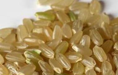 糙米芽的功效与作用 发芽糙米的功效与作用
