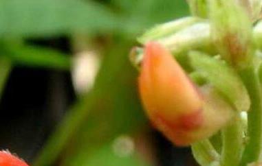 红花菜豆的功效与作用及食用方法（红花菜豆的功效与作用及食用方法禁忌）