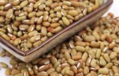 巴山豆的功效与作用 巴山豆的功效与作用是什么