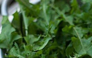 石灰菜的功效与作用 石灰菜的功效与作用及禁忌
