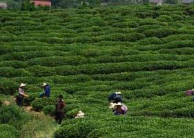 各种茶叶的产地分布 中国茶叶的分布及重要产地