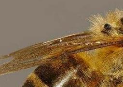 蜜蜂怎样酿蜜 蜜蜂怎样酿蜜的300字