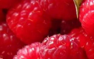 山月莓的功效与作用 山月莓的功效与作用及禁忌