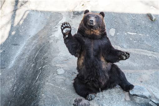 俄罗斯一黑猫逼退棕熊