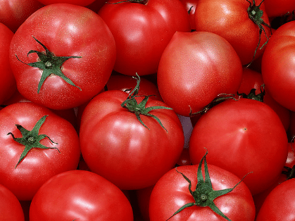 春夏茬番茄定植前后的管理，番茄应该好养吗，怎么养殖