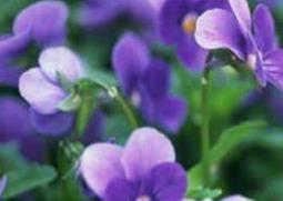 紫罗兰花的养殖方法和注意事项（紫罗兰的养殖方法与注意事项）