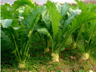 根芥菜优质高效的栽培管理技术，种植方法技巧总结