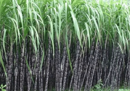 甘蔗横垄单排种植新技术，有效增加产量的种植方法总结