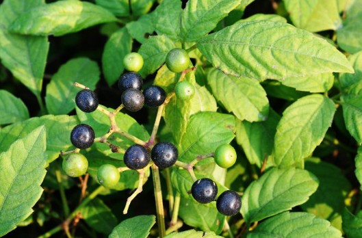 乌蔹莓的栽培技术介绍，乌蔹莓好养吗，怎么养殖比较好