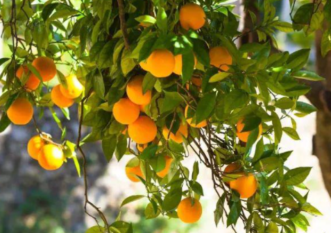 院里种杏树的风水意义，如何种植杏树