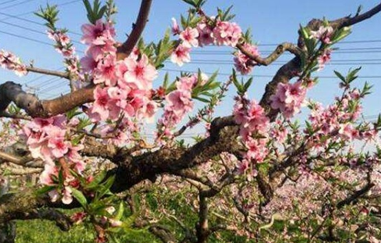 夏季桃树如何修剪，关键措施有哪些 如何进行桃树的冬季修剪