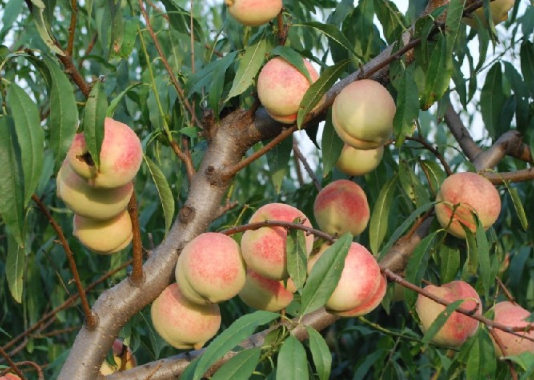 桃树苗嫁接时间，桃树应该好养吗，怎么养殖好