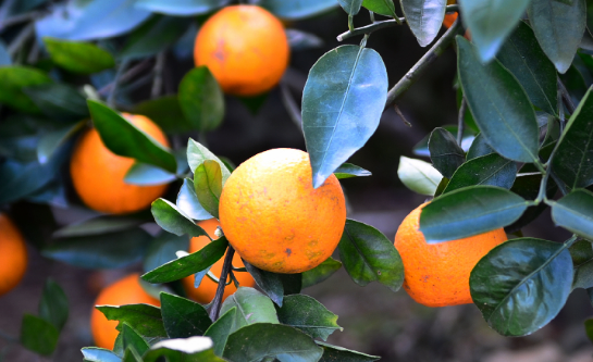 四种柑橘皮制成的休闲食品，如何用柑橘皮制零食