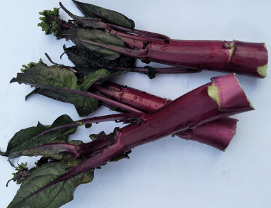 紫菜薹种植技术 紫菜薹养护技巧总结