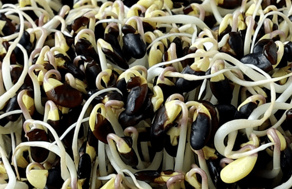 盒式黑豆芽无公害栽培 黑豆芽种植方法