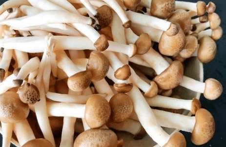 蟹味菇人工栽培技术 蟹味菇怎么养殖好