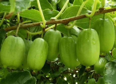 软枣猕猴桃北方可以种植吗，养殖环境要求