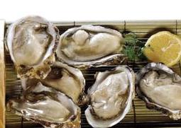 海蛎子的功效与作用 海蛎子的功效与作用及营养