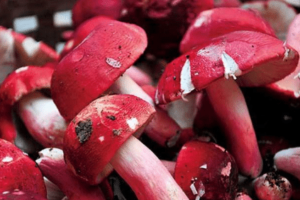 想要种植好红菇需要注意什么，蘑菇种植方法总结