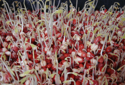 红豆芽栽培 红豆芽养殖需要注意什么