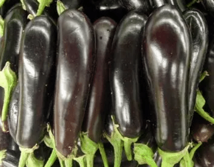 露地反季节茄子栽培技术，茄子好养吗，怎么养殖比较好