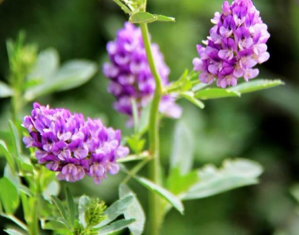 紫花苜蓿的种植管理技术，生长条件是什么